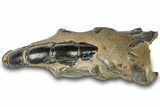 Fossil Mud Lobster (Thalassina) - Gunn Poin, Australia #307796-1